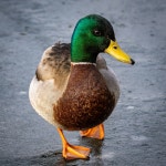 청둥오리 from Crotona Ave, New York, NY, US on 2026년 01월... 오후 by Wild New York · iNaturalist 청둥오리 (Anas platyrhynchos)