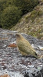 케아앵무 in 1월 2026 by Ben · iNaturalist 케아앵무 (Nestor notabilis)