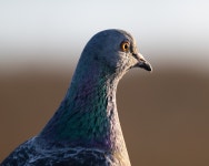 집비둘기 from Orange County, CA, USA on 2026년 01월 17일... Davidson · iNaturalist 집비둘기 (Variety Columba livia domestica)