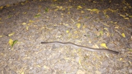 Amphisbaena bolivica from H3705, Chaco, Argentina on 2026년 01월 27일 (화) at 12:03 오전 by Mauro Aquino · iNaturalist... 