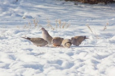 염주비둘기 from Волгоградская обл., Россия, 400032 on 2026년 01월 27일 (화) at 12:11 오후 by Никита... 