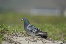 집비둘기 from Carlos Pacheco 8, Ensenada, B.C., México on... Valdez · iNaturalist 집비둘기 (Variety Columba livia domestica)