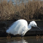 쇠백로 from 6320 Strunjan, Slovenija on 2026년 02월 01일 (일) at 12:32 오후 by Jure Grošelj · iNaturalist 쇠백로 (Egretta... 