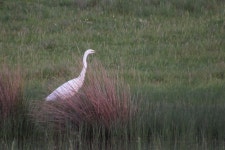 대백로 from 7490 Pavia, Portugal on 2018년 04월 22일 (일) at 07:09 오후 by Paulo Alves · iNaturalist 대백로 (Ardea alba)