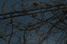 참새 from 송산서로420번길, 화성시, 경기도, KR on 2026년 02월 08일 (일) at 02:38 오후 by Locustology. Time may be inaccurate... 