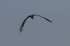 왜가리 from 송산서로420번길, 화성시, 경기도, KR on 2026년 02월 08일 (일) at 02:39 오후 by Locustology · iNaturalist 왜가리... 