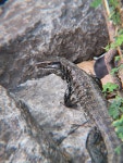 Tupinambis zuliensis from 540003, Cúcuta, Norte de Santander, Colombia on 2026년 02월 11일 (수) at 09:10 오전 by Jhorman... 