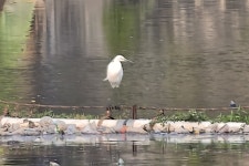 쇠백로 from 75FQ+5H5, Pemogan, Denpasar Selatan, Denpasar City, Bali 80361, Indonesia on 2026년 02월 16일 (월) at 05:49 오후... 