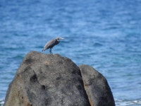 흑로 from Narcondam Island, 744202 on 2019년 12월 12일 (목) by Rohit Naniwadekar · iNaturalist 흑로 (Egretta sacra)