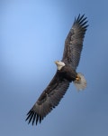 흰머리수리 from Boulder, CO 80301, USA on 2026년 02월 24일... Andrés Better · iNaturalist 흰머리수리 (Haliaeetus leucocephalus)