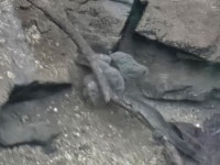 도롱뇽 from 대한민국 대전광역시 중구 보문산공원로 364 on 2026년 02월 27일 (금) at 06:12 오후 by Kyongman Heo · iNaturalist... 