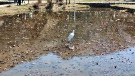 중대백로 from 345-1 Ogimachi, Shirakawa, Ono District, Gifu 501-5627, Japan on 2026년 03월 16일 (월) at 01:12 오후 by Bob... 