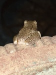 Pengilleyia peronii in 1월 2026 by Lisa McCann, Mirrambeena. · iNaturalist Pengilleyia peronii