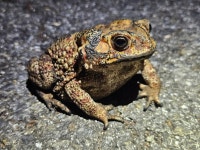 아시아검은안경두꺼비 from Chiang Mai 50200, Thailand on... iNaturalist 아시아검은안경두꺼비 (Duttaphrynus melanostictus)