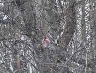 홍방울새 from Washington, VT, USA on 2026년 03월 25일 (수) at 07:03 오전 by rpmoutdoors. He is back for a second day and... 