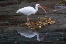Eudocimus albus from Huichihuayán, S.L.P., Mexico on 2020년 03월 02일 (월) at 08:58 오전 by Juan Miguel Artigas Azas... 