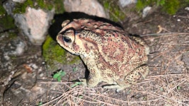 아시아검은안경두꺼비 from 785V+4W, Kambata Tana, Pandawai... iNaturalist 아시아검은안경두꺼비 (Duttaphrynus melanostictus)
