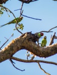Psittacula cyanocephala from Kaladwas, Rajasthan 313003, India on 2026년 03월 25일 (수) at 08:53 오전 by BHAWANI PRATAP SINGH... 