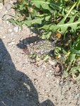 유럽초록두꺼비 from 42024 Castelnovo di Sotto RE, Italia on 2026년 04월 09일 (목) at 02:50 오후 by Fabio Rizzi. Roadkill... 