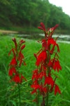 Lobelia cardinalis from Shawnee State Forest, OH on 2011년 09월 17일 (토) by Michael Graziano · iNaturalist Lobelia cardinalis
