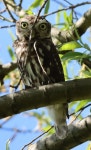 금눈쇠올빼미 from 6709 PC Wageningen, Netherlands on 2026년 04월 21일 (화) at 04:35 오후 by Inês Filipa · iNaturalist... 