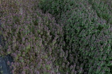 자주광대나물 from 대한민국 전라남도 담양군 무정면 on 2019년 04월 15일 (월) at 04:51 오후 by Yanghoon Cho · iNaturalist... 