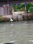 쇠백로 from 50/7 Moo6, Bangkhunthien-Chaitalay Road, Khwaeng Samae-Dam, Khet Bangkhunthien, Bangkok, 10150... 