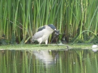 해오라기 from University of California-Davis, CA 95616, USA on... 12:46 오후 by RC · iNaturalist 해오라기 (Nycticorax nycticorax)