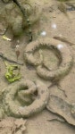 도롱뇽 from Gwango-dong, Icheon-si, Gyeonggi-do, KR on 2026년 05월 01일 (금) at 06:57 오전 by Ian Davies · iNaturalist... 
