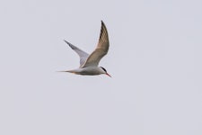 제비갈매기 from Zaoksky District, Tula Oblast, RU on 2026년... Лев Поздняков · iNaturalist 제비갈매기 (Sterna hirundo)