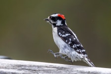 솜털딱따구리 from Fundy Albert, NB, Canada on 2026년 05월... by Kevin Snair · iNaturalist 솜털딱따구리 (Dryobates pubescens)