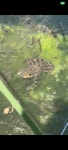 Pelophylax ridibundus from Оренбург, Оренбургская обл., Россия, 460019 on 2026년 05월 24일 (일) at... 