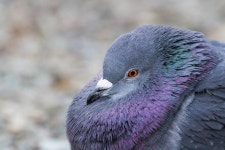 집비둘기 from St. Johns, Newfoundland and Labrador, Canada... 2012 · iNaturalist 집비둘기 (Variety Columba livia domestica)