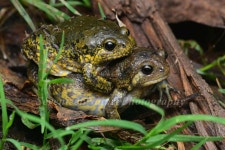 맹꽁이 from 中国江苏省南京市栖霞区 on 2026년 05월 26일 (화) at 07:59 오후 by Shi Qi · iNaturalist 맹꽁이 (Kaloula borealis)