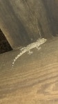 터키도마뱀부치 from Centro de Lampazos de Naranjo, 65070 Lampazos de Naranjo, N.L., México on 2020년 04월 12일 (일) at 12:01... 