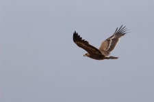 초원수리 in 5월 2018 by Rémi Bigonneau · iNaturalist 초원수리 (Aquila nipalensis)
