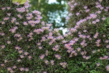 Dendrobium loddigesii from 香港 on 2020년 04월 19일 (일) at 01:56 오후 by Love Osr · iNaturalist Dendrobium loddigesii