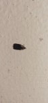 Capua intractana from Hastings 4122, New Zealand on 2020년 04월 22일 (수) at 09:27 오후 by Ryan Bauckham · iNaturalist Capua... 