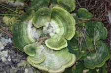 구름버섯 from Bisaloachi, Chihuahua on 2009년 08월 11일 (화) by Mané Salinas Rodríguez · iNaturalist 구름버섯 (Trametes... 