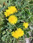 서양민들레 from 8756 Piaam, Nederland on 2020년 04월 25일... 오후 by Douwe Bos · iNaturalist 서양민들레 (Taraxacum officinale)