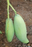 Mangifera indica from San Fransisco, Panamá on 2020년 04월 25일 (토) at 02:47 오후 by Edgar Abel Toribio Pèrez. Mango... 