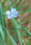 아마 in 4월 2020 by Tig · iNaturalist 아마 (Linum usitatissimum)