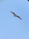 물수리 from Roman Nose State Park, Lodge &amp; Golf Course, Watonga, OK, US on 2020년 04월 26일 (일) at 10:19 오전 by... 