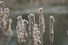 부들속 from 966 W 12th St, Ogden, UT 84404, USA on 2017년 04월... at 12:33 오후 by arevelle · iNaturalist 부들속 (Genus Typha)