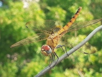 Urothemis signata from 41, Mittanemili, Bharathi Nagar, Morai, Tamil Nadu 600055, India on 2020년 05월 09일 (토) at 09:12 오전... 