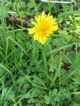 서양민들레 from Chippendale Way, Chippendale, NSW, AU on... Low lying... · iNaturalist 서양민들레 (Taraxacum officinale)