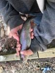 무지개송어 from McDowell County, US-NC, US on 2020년 05월... by Lori Bess Wike · iNaturalist 무지개송어 (Oncorhynchus mykiss)