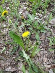 서양민들레 from Рязанская обл., Россия... 오후 by Max Kernosov · iNaturalist 서양민들레 (Taraxacum officinale)