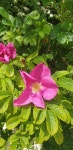 해당화 from Town Lane Kew, Southport PR8 4HX, UK on 2020년... at 01:47 오후 by Charlotte Jones · iNaturalist 해당화 (Rosa rugosa)