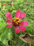 백일홍 from Xadrez on 2016년 05월 08일 (일) at 11:51 오전 by kymbschmitz · iNaturalist 백일홍 (Zinnia elegans)